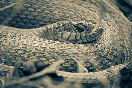 A coiled up red-bellied watersnake basking in the sunshine in split tone filter. Raleigh, North Carolina. photo