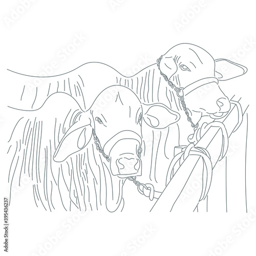 Nelore cattle line art illustration. Hand drawn