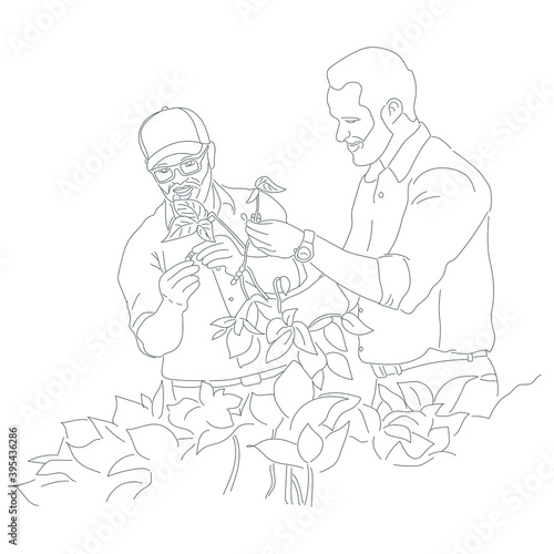Farmers on soybean field line art illustration. Hand drawn