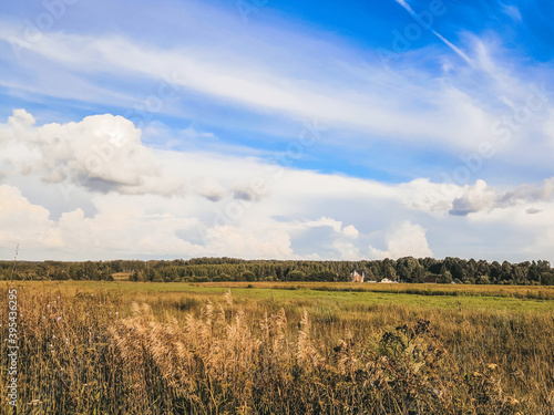 field of wheat