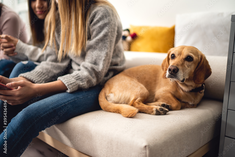 A little yellow dog is lying on the bed next to the girl and her friends A little yellow dog is lying on the bed next to the girl and her friends