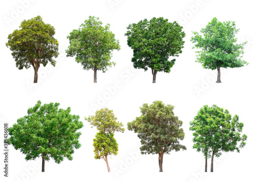 Isolated trees collection on white background