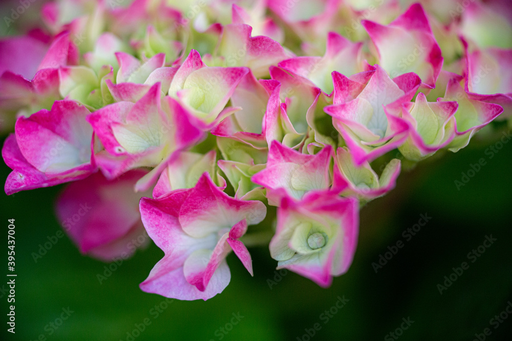 Fototapeta premium Hydrangea