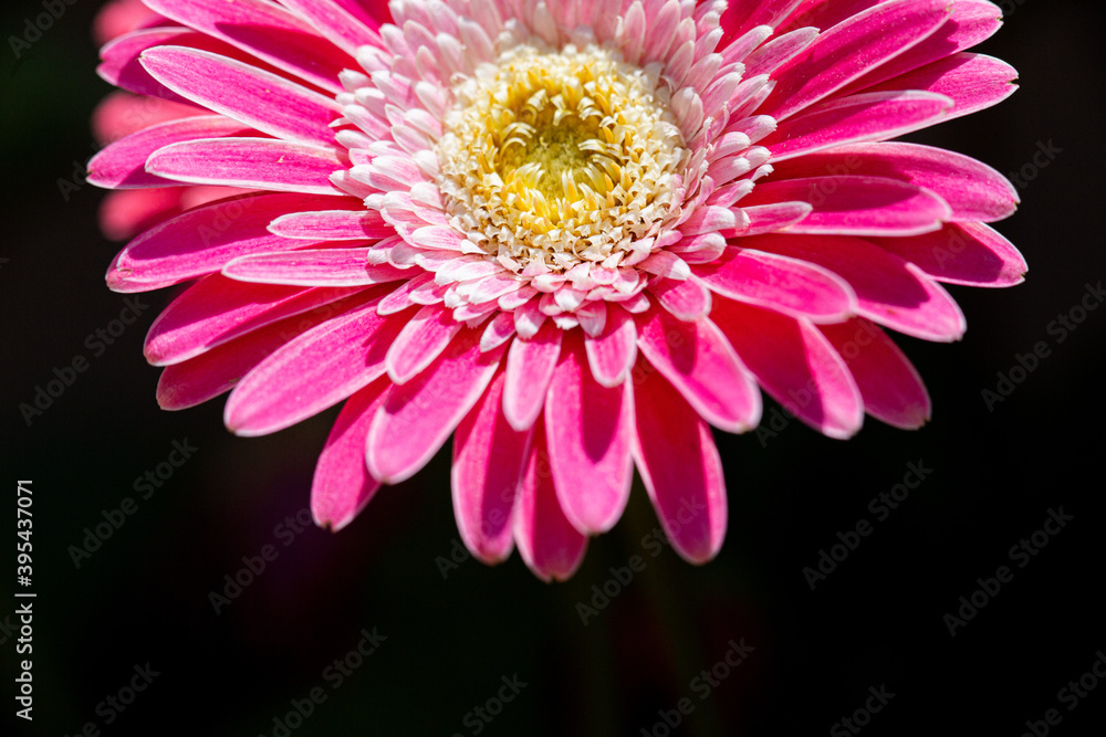 Gerbera Daisy Gerbera Daisy