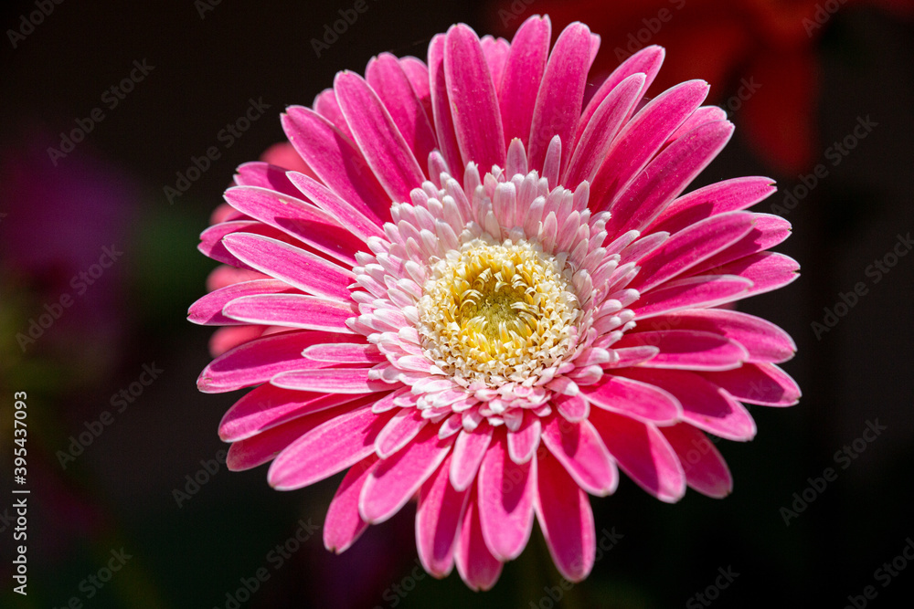 Gerbera Daisy Gerbera Daisy