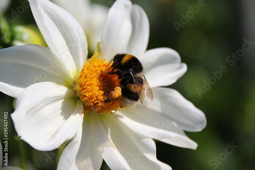 Bombus Latreille and white dahlia.