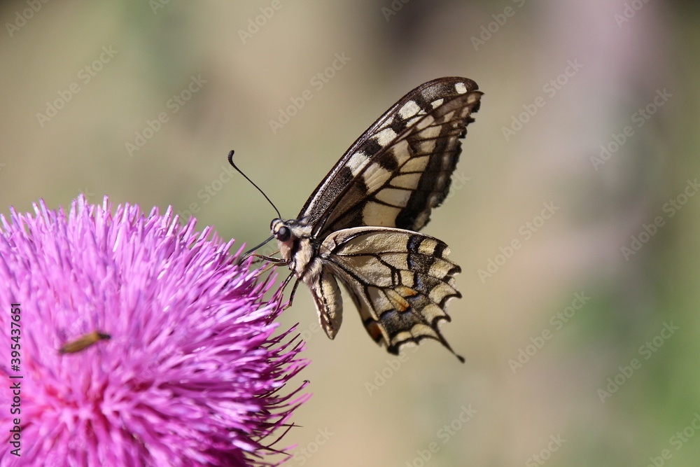 Beautiful butterfly. She is perched on a pink flower. Beautiful butterfly. She is perched on a pink flower.