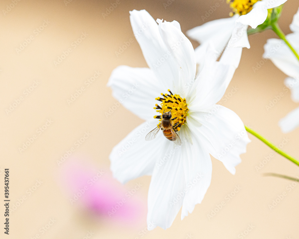 Obraz premium Bee on cosmo flower