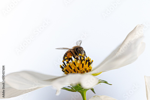 Bee on cosmo flower