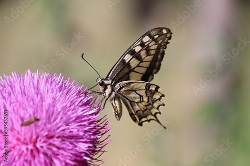 Beautiful butterfly. She is perched on a pink flower.