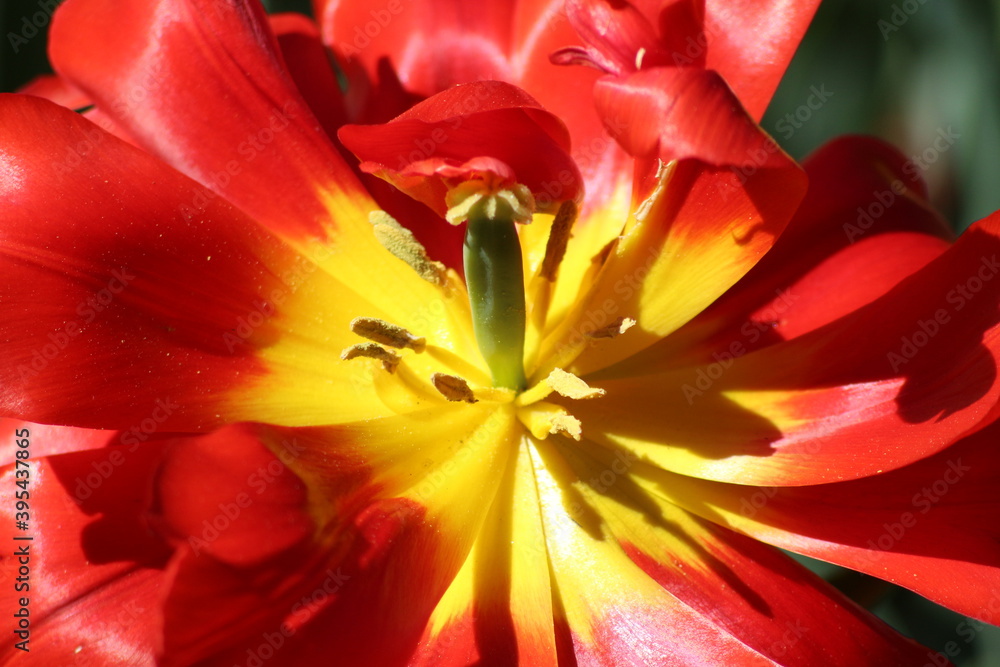 Blooming of wonderful tulips. Red yellow color. Blooming of wonderful tulips. Red yellow color.