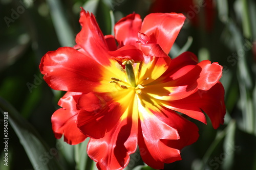 Blooming of wonderful tulips. Red yellow color. © Donka Vasileva