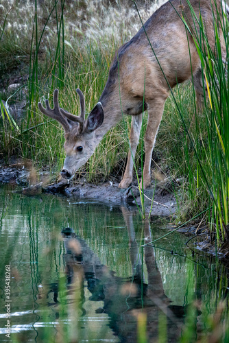 deer drinking water © James