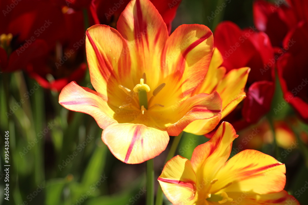 Blooming of wonderful tulips. Red yellow color. Blooming of wonderful tulips. Red yellow color.