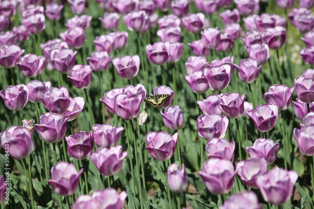 Blooming of wonderful tulips.Blue color.Butterfly perched on them. Blooming of wonderful tulips.Blue color.Butterfly perched on them.