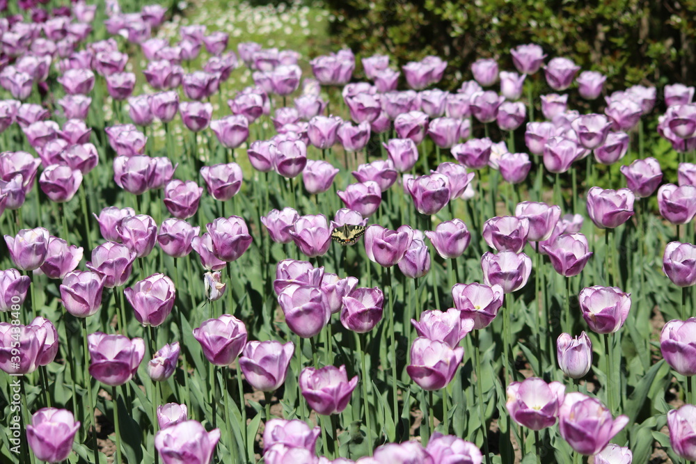 Blooming of wonderful tulips.Blue color.Butterfly perched on them. Blooming of wonderful tulips.Blue color.Butterfly perched on them.