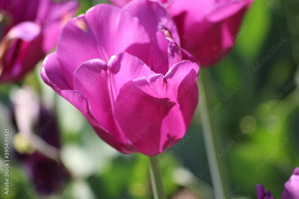 Blooming of wonderful tulips. Purple color. Blooming of wonderful tulips. Purple color.