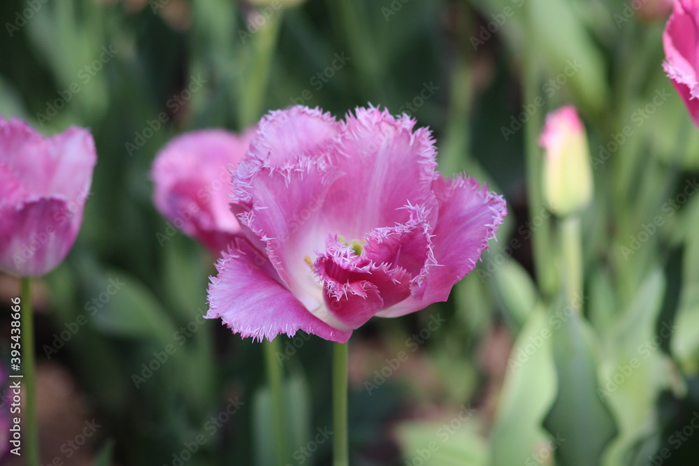 Blooming of wonderful tulips. Purple color. Blooming of wonderful tulips. Purple color.
