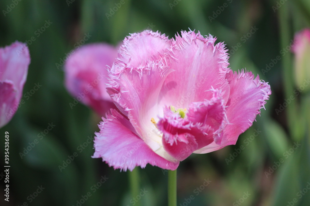 Blooming of wonderful tulips. Purple color. Blooming of wonderful tulips. Purple color.