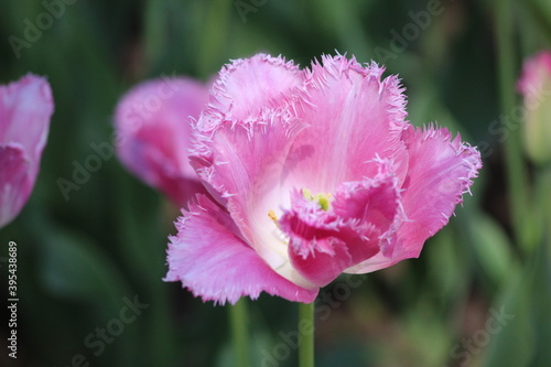 Blooming of wonderful tulips. Purple color.