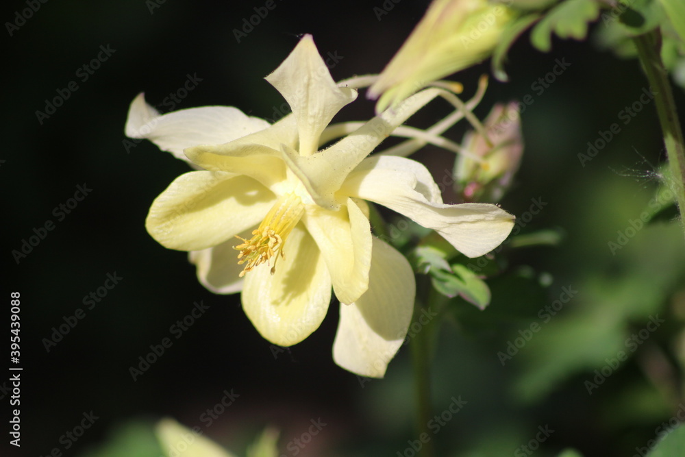Flowering of wonderful Anemone. Yellow flower. Flowering of wonderful Anemone. Yellow flower.
