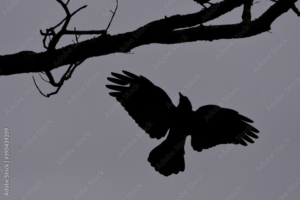 Fototapeta premium a crow flying between branches against a dark sky