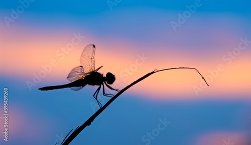 Dragonfly perched on a withered twig at sunset