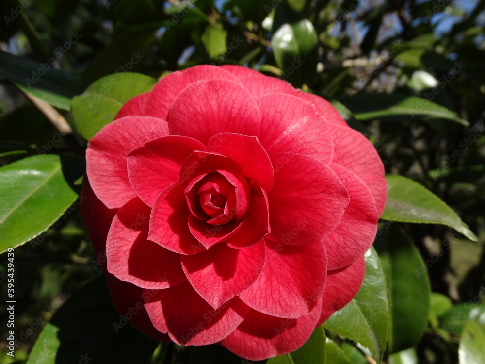 Blossoming of Camellia Tree in Close-up.Latin name Camellia sasanqua, Pink flowers. Various shapes. Blossoming of Camellia Tree in Close-up.Latin name Camellia sasanqua, Pink flowers. Various shapes.