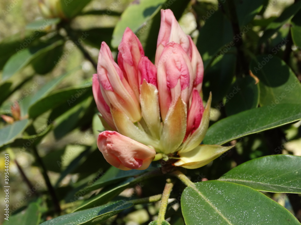 Flowering trees. Flower of Rhododendron. Pinkish white color with red coloring. Flowering trees. Flower of Rhododendron. Pinkish white color with red coloring.