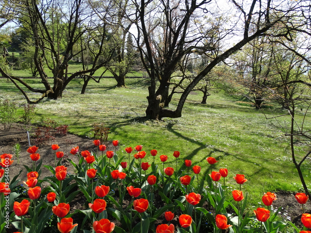 Flowering red tulips in the meadow. Strange trees. Flowering red tulips in the meadow. Strange trees.