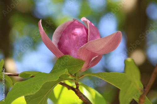 Blossoming of Magnolia Tree in Close-up. Pink flowers. Latin name Magnolia liliiflora.