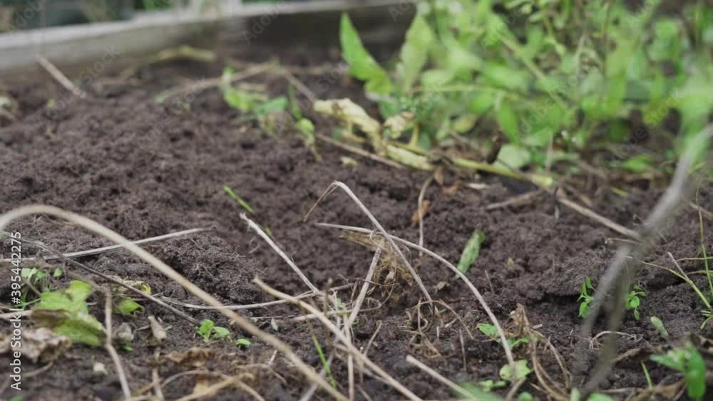 The process of pulling plants from the ground in a garden bed in slow motion The process of pulling plants from the ground in a garden bed in slow motion