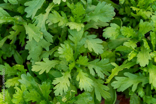 Foto Matured leaves of potherb mustard (Brassica rapa subsp