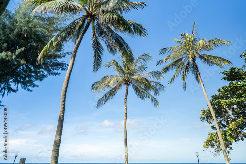 Palm tree against blue sky and sea