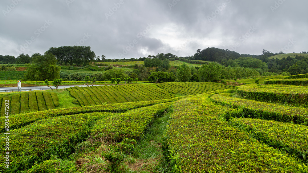 Randonnée dans les plantations de thé de Gorreana aux Açores à Saõ Miguel