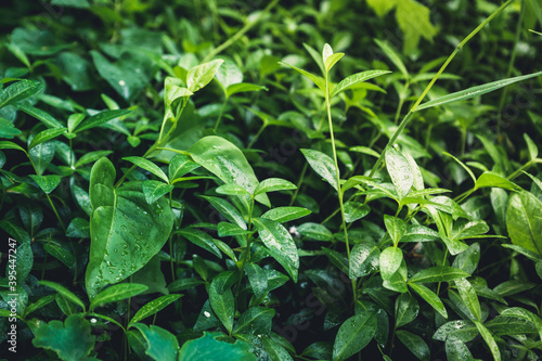 Foto Beautiful periwinkle vinca in the garden on wet summer morning