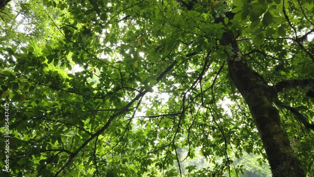 Green Leaves on Tree with Sun Shining Through Green Leaves on Tree with Sun Shining Through