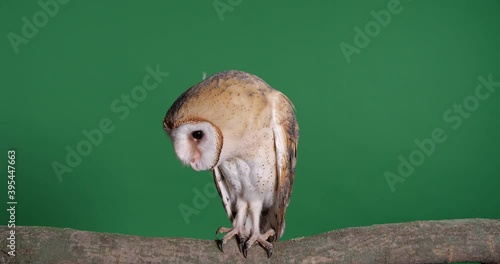 Beautiful barn owl on tree branch against green background photo