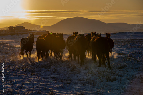 Snowy Mount Erciyes and wild horses in Kayseri city. A beautiful view at sunset