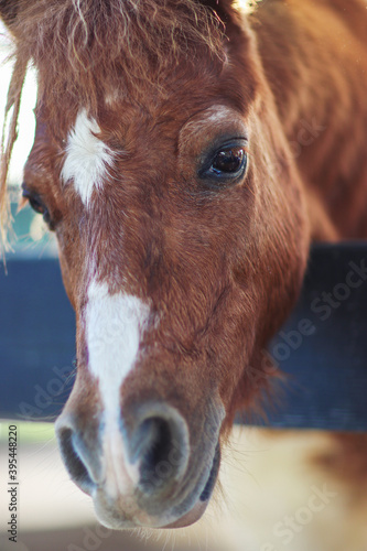 Close up of a pony horse