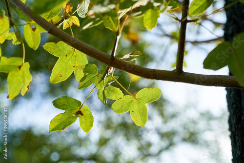 Blätter eines französischen Ahorns (Acer monspessulanum) im Herbst in einem Park photo