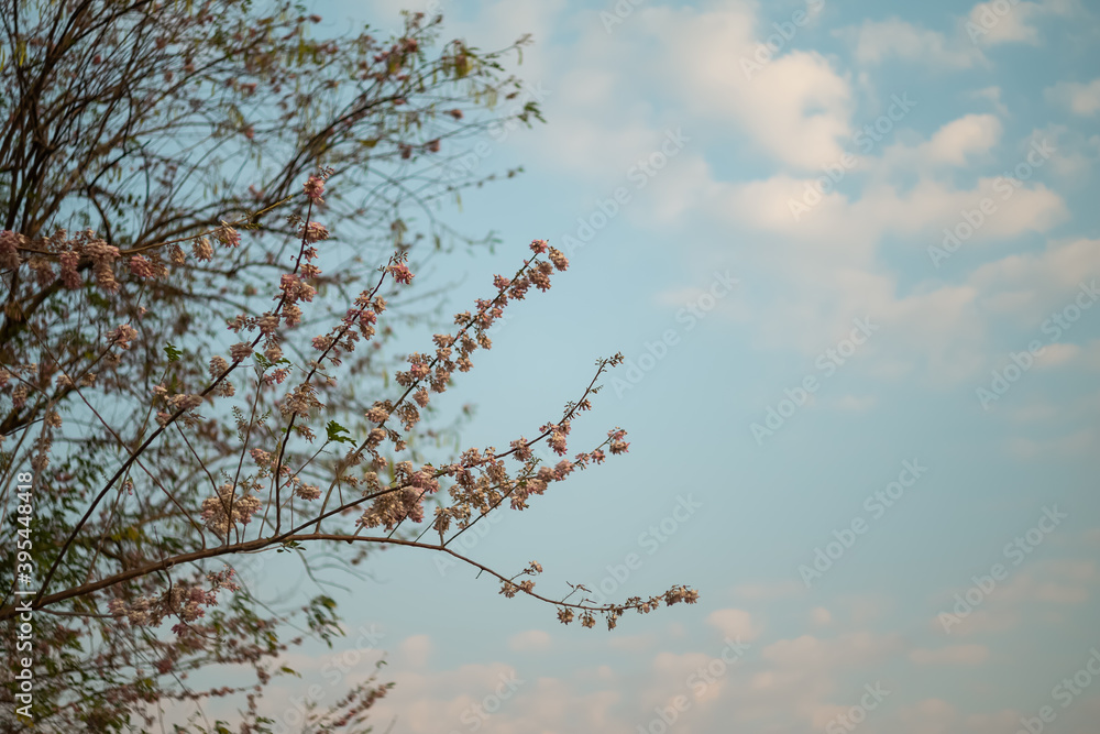 Obraz premium Pink Mata Raton (Gliricidia sepium (Jacq.)) against warm sunlight and clouds in the evening sky. Low angle view of pink flowers and blue sky background.