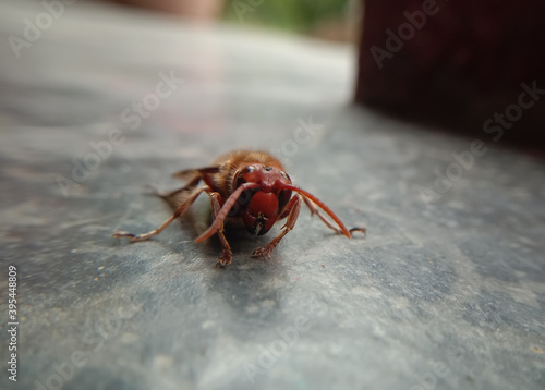 closeup picture of dangerous asian giant hornet or murder hornet. Himachal pradesh, India © Navaashay