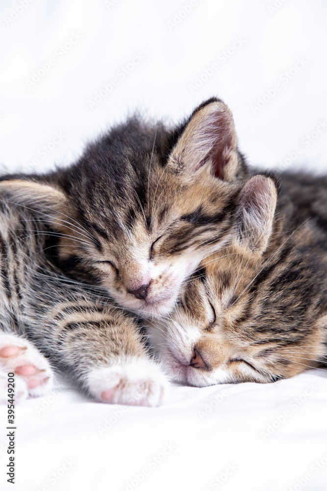 Two small striped domestic kittens sleeping at home lying on bed white blanket. Concept of cute adorable pets cats. Vertical.