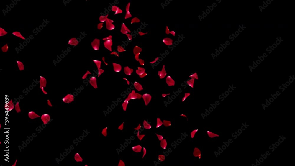 Red Rose Petal Falling. There are 2 clips first start to end and second seamless loop with alpha channel you can place on footage or background easy to change color. Red Rose Petal Falling. There are 2 clips first start to end and second seamless loop with alpha channel you can place on footage or background easy to change color.