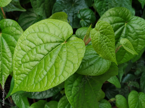 fresh Betel Leaf (Piper Betle)
