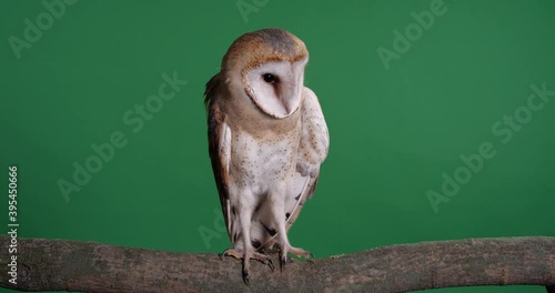 Beautiful barn owl on tree branch against green background photo