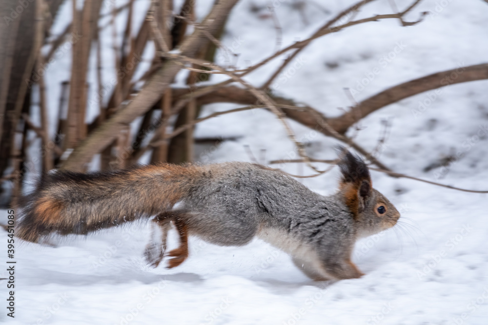 Squirrel quickly runs through the white snow. Squirrel quickly runs through the white snow.