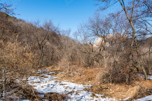 Snow with forest and weeds at the valley of Bukhansan Mountain national park in Seoul of South Korea. © zz3701