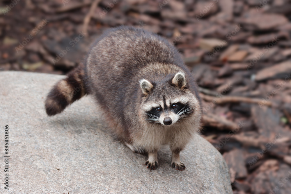 Obraz premium Animal raccoon, portrait.